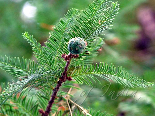 Mexican Cypress